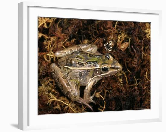 Leopard Frog, Florida, USA-Maresa Pryor-Framed Photographic Print