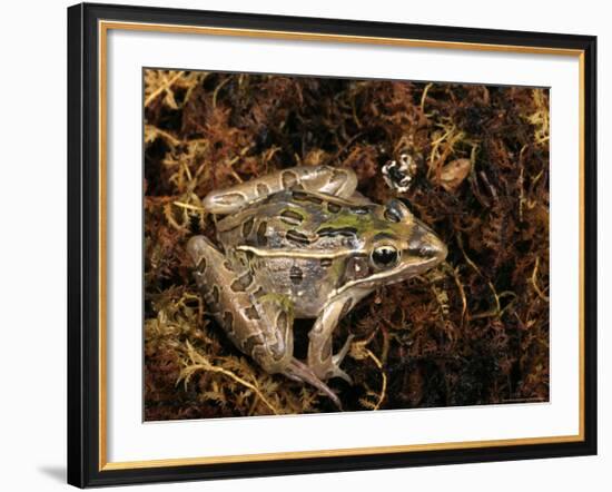 Leopard Frog, Florida, USA-Maresa Pryor-Framed Photographic Print