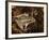 Leopard Frog, Florida, USA-Maresa Pryor-Framed Photographic Print