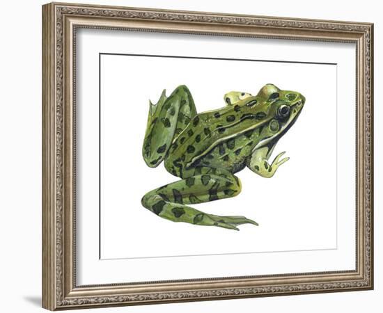 Leopard Frog (Rana Pipiens), Amphibians-Encyclopaedia Britannica-Framed Art Print