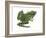 Leopard Frog (Rana Pipiens), Amphibians-Encyclopaedia Britannica-Framed Art Print