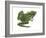 Leopard Frog (Rana Pipiens), Amphibians-Encyclopaedia Britannica-Framed Art Print