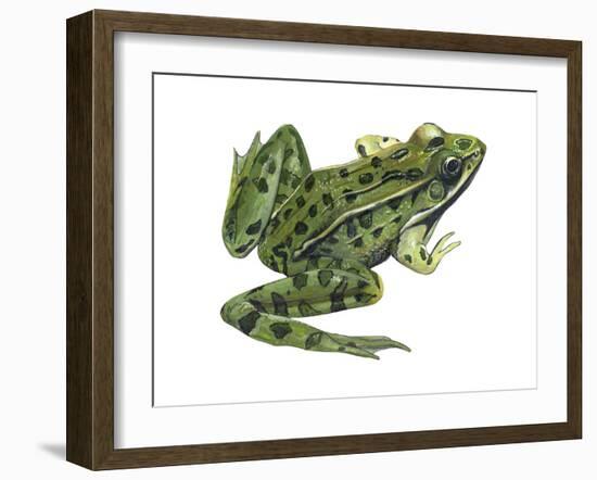 Leopard Frog (Rana Pipiens), Amphibians-Encyclopaedia Britannica-Framed Art Print