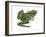 Leopard Frog (Rana Pipiens), Amphibians-Encyclopaedia Britannica-Framed Art Print