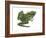 Leopard Frog (Rana Pipiens), Amphibians-Encyclopaedia Britannica-Framed Art Print