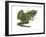 Leopard Frog (Rana Pipiens), Amphibians-Encyclopaedia Britannica-Framed Art Print