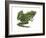 Leopard Frog (Rana Pipiens), Amphibians-Encyclopaedia Britannica-Framed Art Print