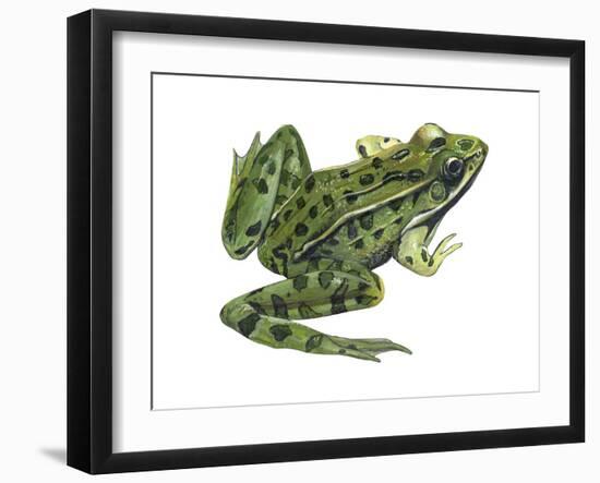 Leopard Frog (Rana Pipiens), Amphibians-Encyclopaedia Britannica-Framed Art Print