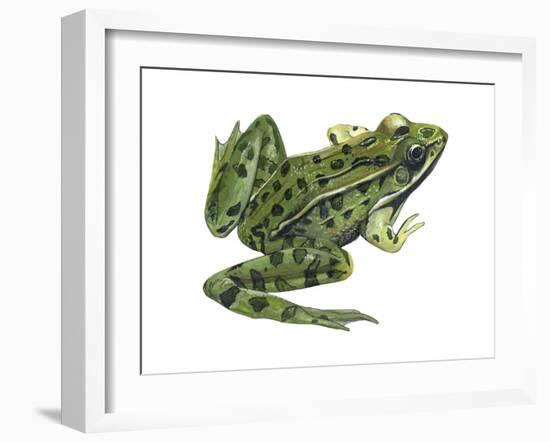 Leopard Frog (Rana Pipiens), Amphibians-Encyclopaedia Britannica-Framed Art Print