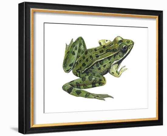 Leopard Frog (Rana Pipiens), Amphibians-Encyclopaedia Britannica-Framed Art Print