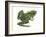 Leopard Frog (Rana Pipiens), Amphibians-Encyclopaedia Britannica-Framed Art Print