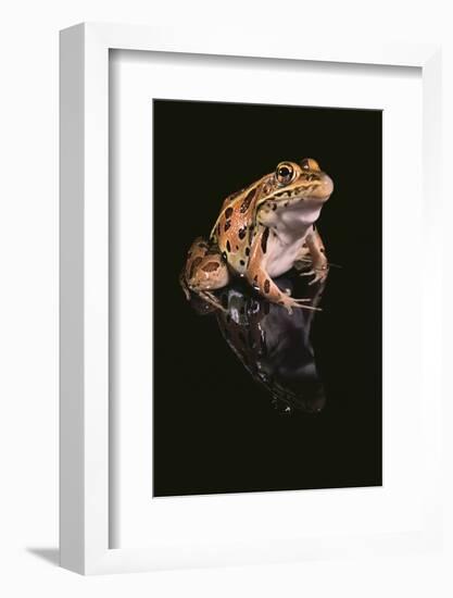 Leopard Frog-DLILLC-Framed Photographic Print