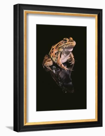 Leopard Frog-DLILLC-Framed Photographic Print