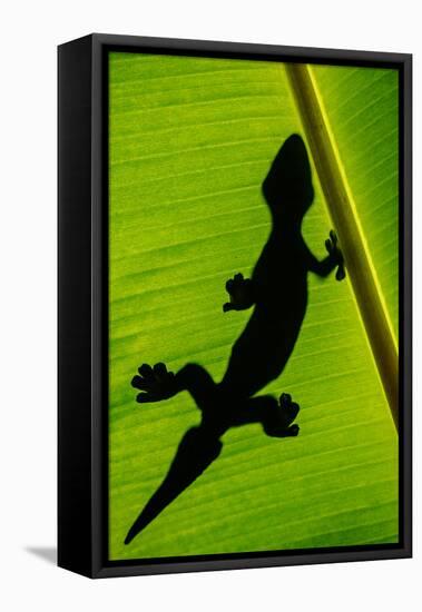 Leopard Gecko (Eublepharis Macularius) on Banana Leaf, Tortuguero, Costa Rica-null-Framed Stretched Canvas