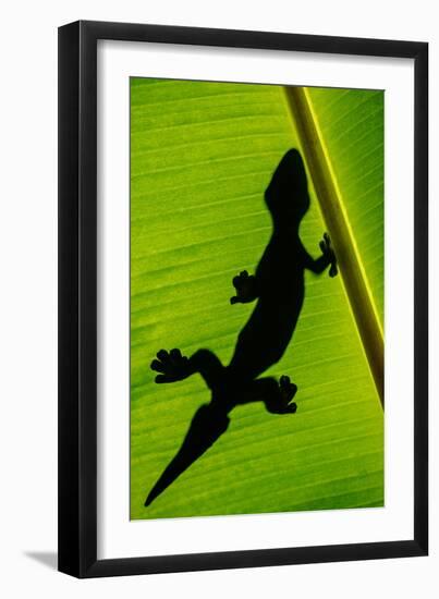 Leopard Gecko (Eublepharis Macularius) on Banana Leaf, Tortuguero, Costa Rica-null-Framed Photographic Print