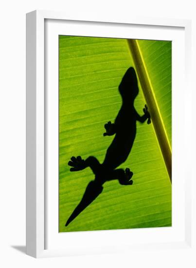 Leopard Gecko (Eublepharis Macularius) on Banana Leaf, Tortuguero, Costa Rica-null-Framed Photographic Print