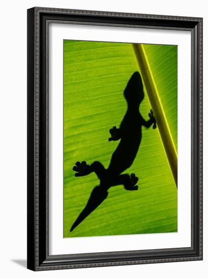 Leopard Gecko (Eublepharis Macularius) on Banana Leaf, Tortuguero, Costa Rica-null-Framed Photographic Print