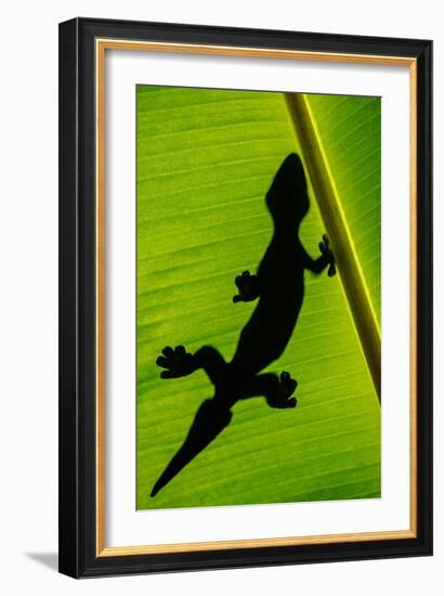 Leopard Gecko (Eublepharis Macularius) on Banana Leaf, Tortuguero, Costa Rica-null-Framed Photographic Print
