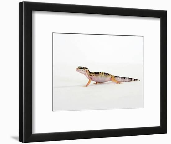 Leopard Gecko Walking-Petra Wegner-Framed Photographic Print