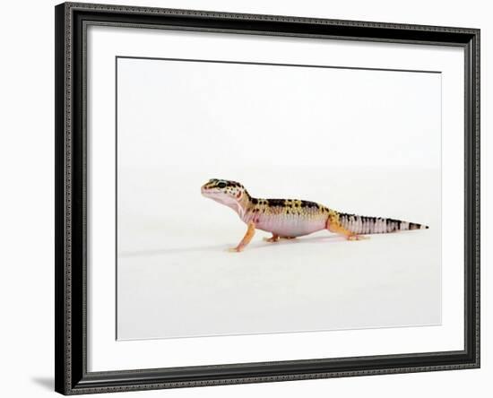 Leopard Gecko Walking-Petra Wegner-Framed Photographic Print