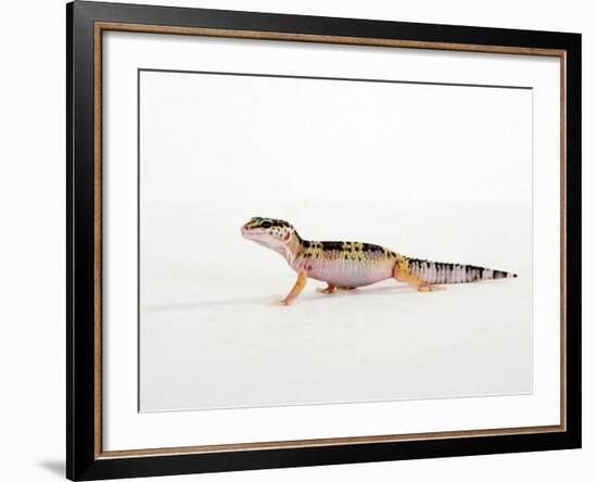 Leopard Gecko Walking-Petra Wegner-Framed Photographic Print