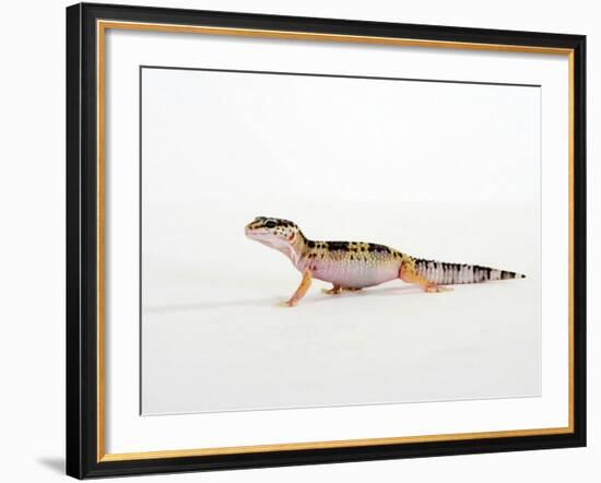 Leopard Gecko Walking-Petra Wegner-Framed Photographic Print