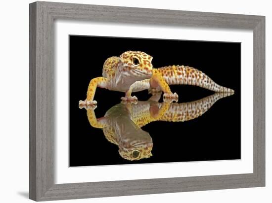 Leopard Gecko-Dikky Oesin-Framed Giclee Print