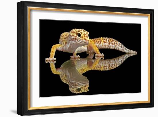 Leopard Gecko-Dikky Oesin-Framed Giclee Print