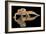 Leopard Gecko-Dikky Oesin-Framed Giclee Print