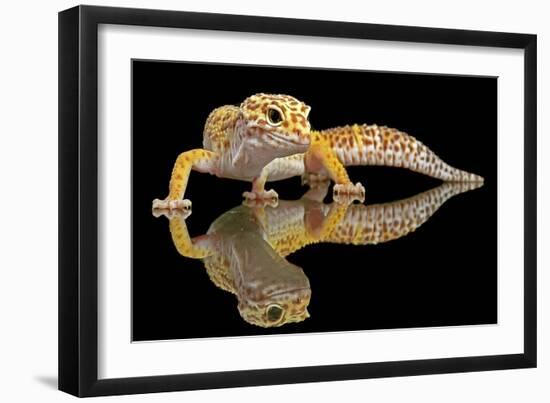 Leopard Gecko-Dikky Oesin-Framed Giclee Print