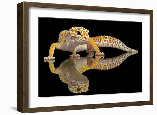 Leopard Gecko-Dikky Oesin-Framed Giclee Print