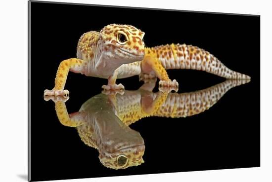 Leopard Gecko-Dikky Oesin-Mounted Giclee Print