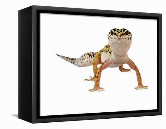 Leopard Gecko-Martin Harvey-Framed Premier Image Canvas