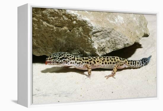 Leopard Gecko-null-Framed Premier Image Canvas