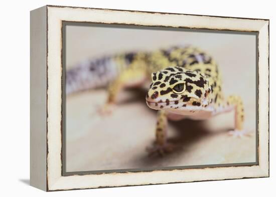 Leopard Gecko-DLILLC-Framed Premier Image Canvas
