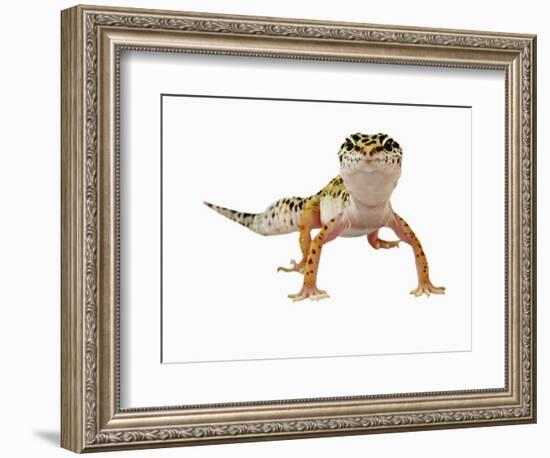 Leopard Gecko-Martin Harvey-Framed Photographic Print
