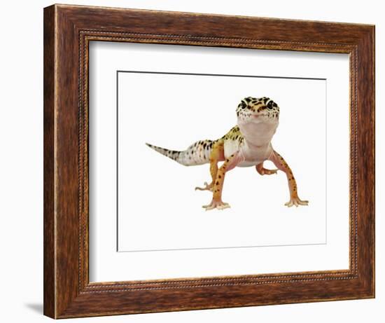 Leopard Gecko-Martin Harvey-Framed Photographic Print