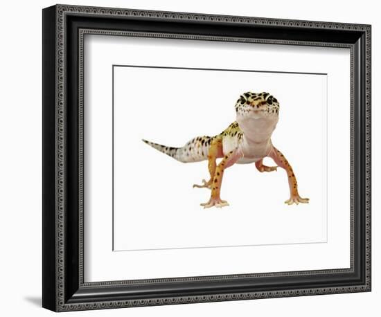 Leopard Gecko-Martin Harvey-Framed Photographic Print