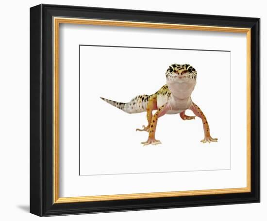 Leopard Gecko-Martin Harvey-Framed Photographic Print