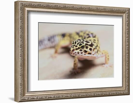 Leopard Gecko-DLILLC-Framed Photographic Print