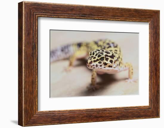 Leopard Gecko-DLILLC-Framed Photographic Print