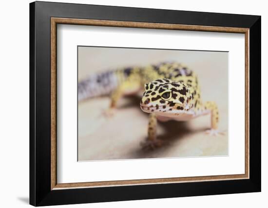 Leopard Gecko-DLILLC-Framed Photographic Print