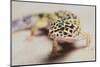 Leopard Gecko-DLILLC-Mounted Photographic Print