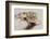 Leopard Gecko-DLILLC-Framed Photographic Print