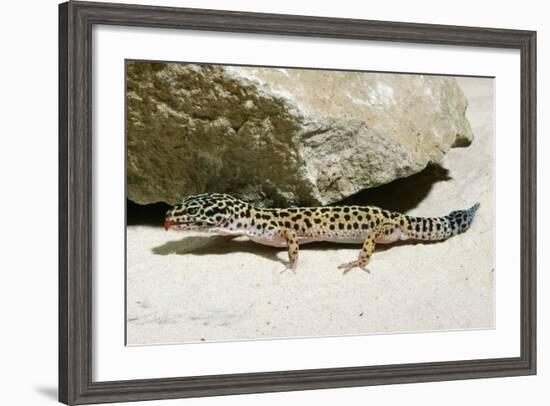 Leopard Gecko-null-Framed Photographic Print