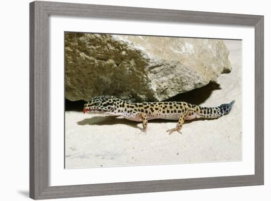 Leopard Gecko-null-Framed Photographic Print