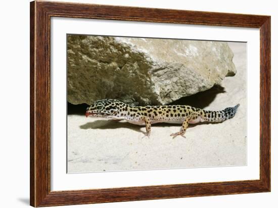 Leopard Gecko-null-Framed Photographic Print