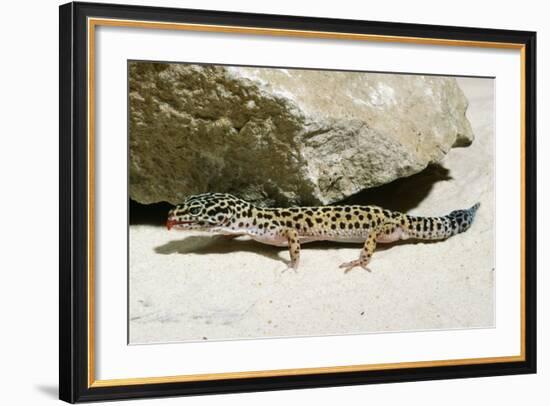 Leopard Gecko-null-Framed Photographic Print