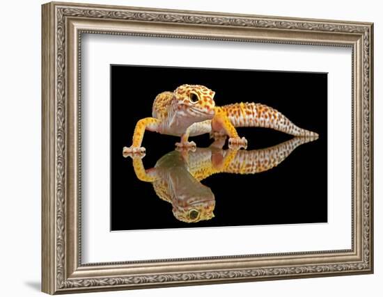 Leopard Gecko-Dikky Oesin-Framed Photographic Print