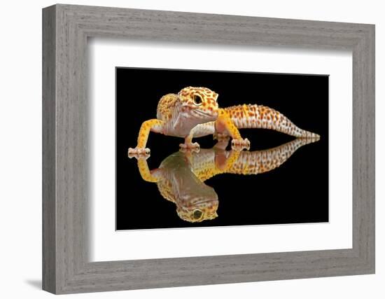 Leopard Gecko-Dikky Oesin-Framed Photographic Print